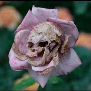 Meet your Posher, Tracie